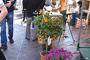 095- Vieux Nice 